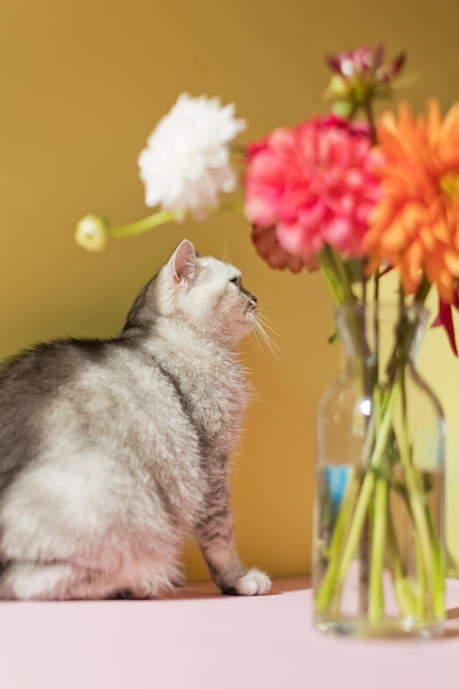 Gatto grigio e bouquet di dalia