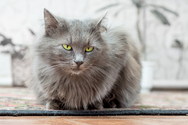 Gatto grigio e di razza con gli occhi verdi siede nella stanza