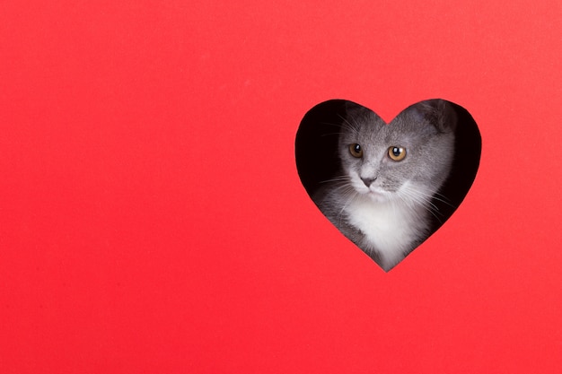 Gatto grigio fa capolino dal buco a forma di cuore su uno sfondo rosso. Concetto di San Valentino