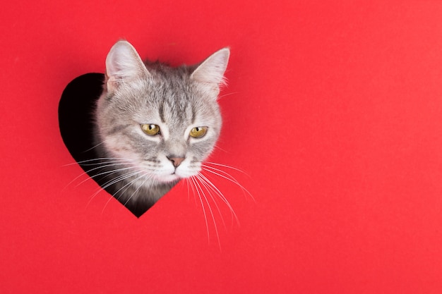 Gatto grigio fa capolino dal buco a forma di cuore su uno sfondo rosso. Concetto di San Valentino