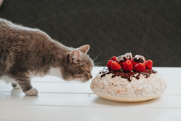 gatto grigio fiutando una torta con fragole e cioccolato fondente.