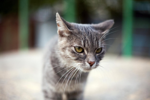 Gatto grigio in attesa