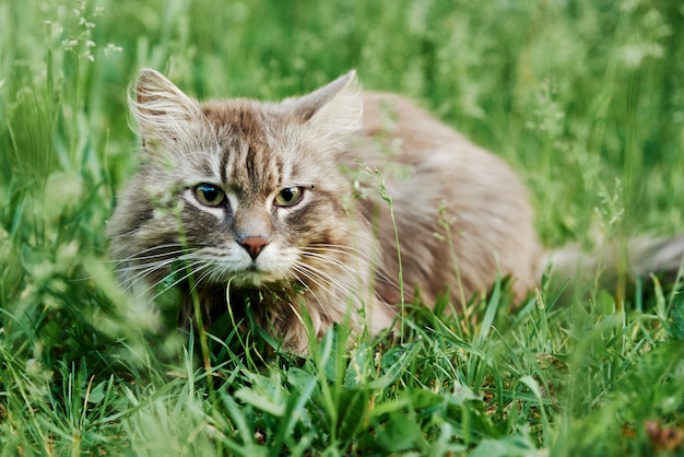 Gatto grigio in erba verde. Ritratto del gatto da vicino