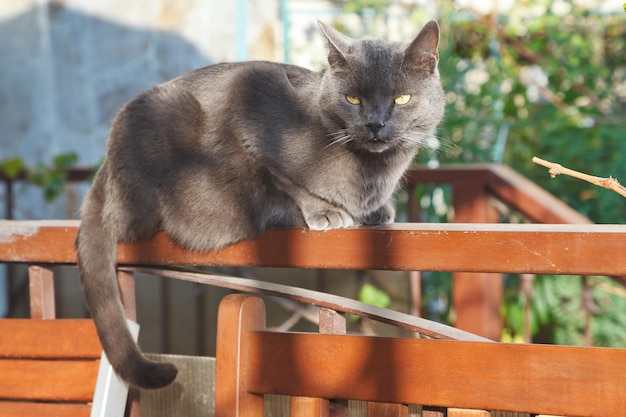 Gatto grigio in panchina