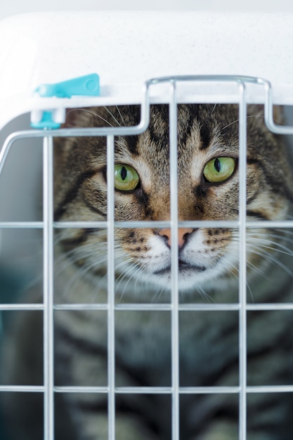 Gatto grigio in una gabbia per il trasporto