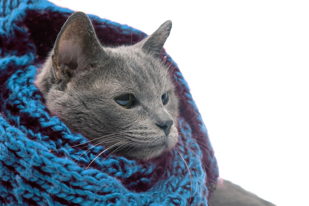 Gatto grigio in una sciarpa calda a maglia colorata su sfondo bianco Calore e comfort degli animali domestici