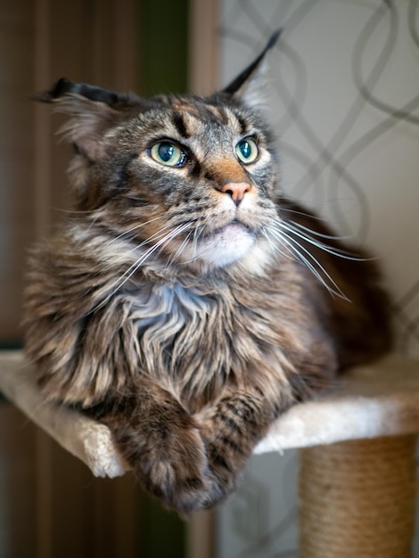 Gatto grigio Maine Coon sdraiato nel parco giochi