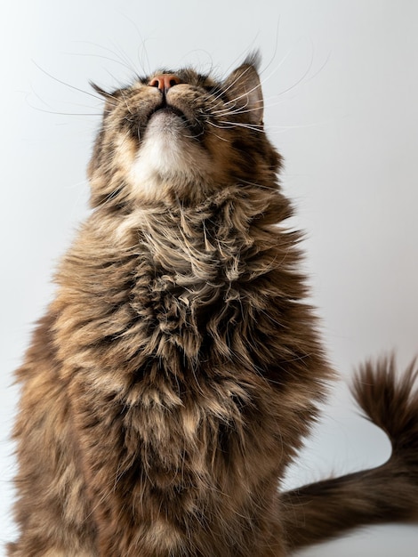 Gatto grigio Maine Coon seduto su uno sfondo bianco