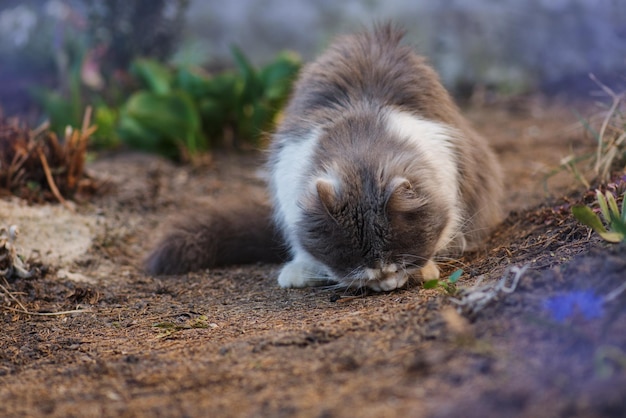 Gatto grigio mangia qualcosa in giardino Gatto nel prato Gatto grigio soffice nel letto di fiori Simpatico gattino in giardino