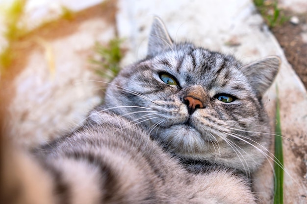 Gatto grigio peloso si fa un selfie sdraiato