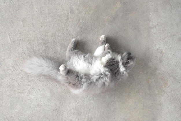 Gatto grigio persiano Sdraiato sul pavimento, la vista dall'alto dei gatti persiani, ombreggiato sul pavimento, idee per animali domestici