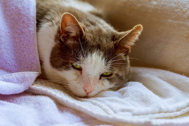 Gatto grigio pigro che sonnecchia sul divano