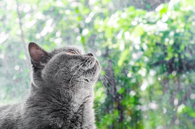 Gatto grigio razza scozzese guarda fuori dalla finestra sfondo verde gocce di pioggia sul vetro