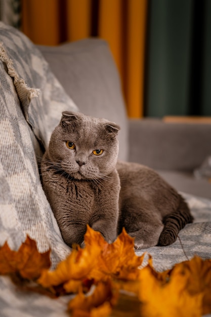 Gatto grigio Scottish Fold seduto sul divano