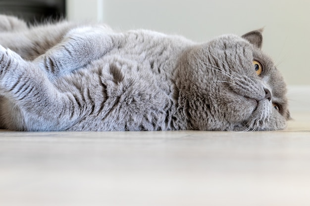 Gatto grigio scottish fold sul pavimento