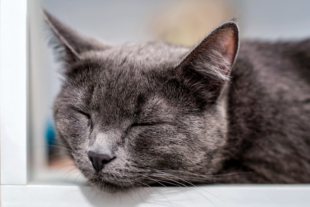 Gatto grigio scuro che dorme vicino in su