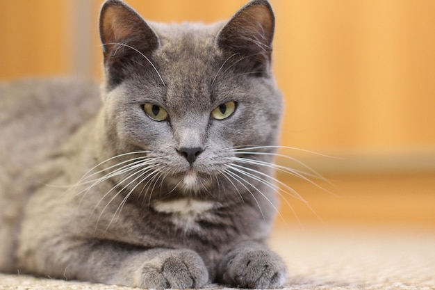 Gatto grigio sdraiato sul pavimento