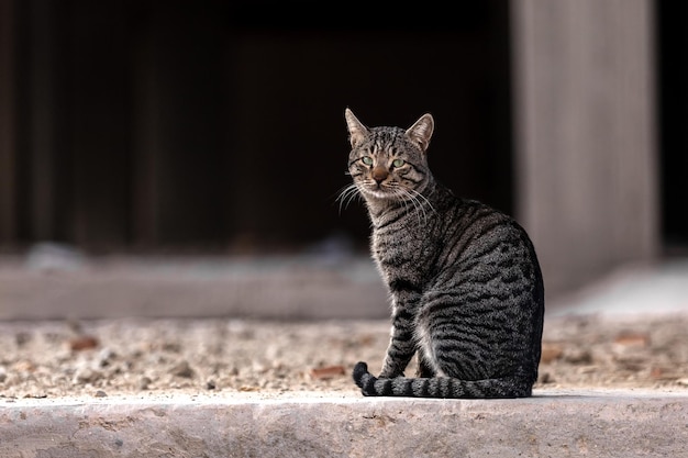 Gatto grigio seduto tra le rovine di un condominio. Foto di alta qualità