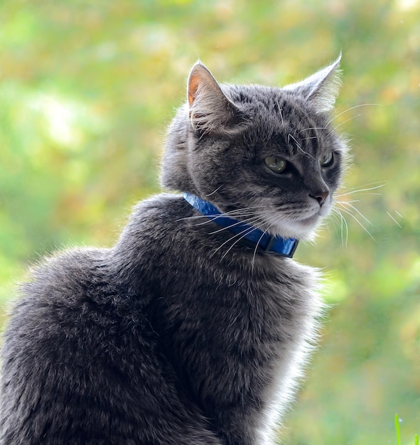 gatto grigio seduto vicino alla finestra