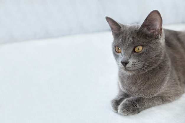 gatto grigio si trova su uno sfondo grigio Clinica veterinaria di concetto o mangimi per animali Blog di gatti