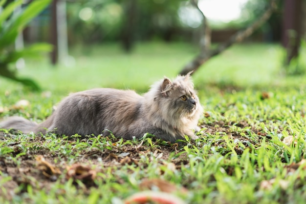 Gatto grigio siberiano che si siede sull&#39;erba.