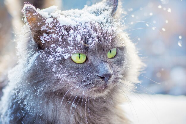 Gatto grigio snowcovered con gli occhi verdi in inverno all'aperto