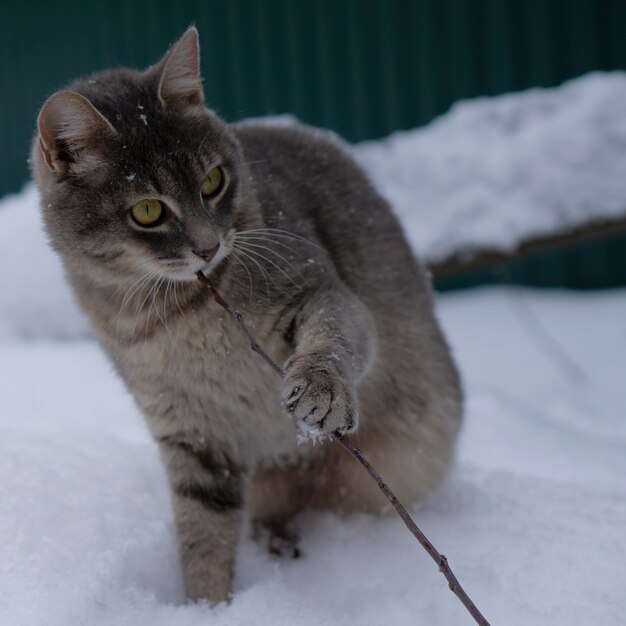 Gatto grigio su sfondo bianco della neve