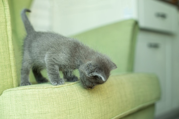 Gatto grigio su una poltrona verde. Gattino sui mobili. animali in casa.