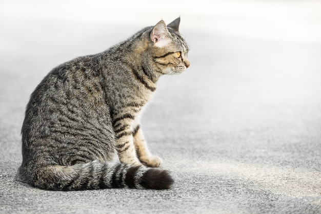 Gatto grigio su una strada