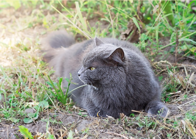 Gatto grigio sull'erba