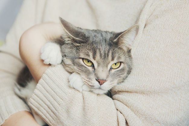 Gatto grigio tra le braccia di una ragazza accarezzando un gatto