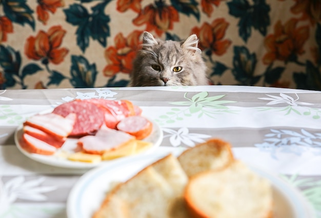 Gatto grigio vicino al tavolo. L'animale domestico lanuginoso vuole rubare del cibo. animali affamati a casa.