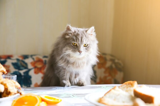 Gatto grigio vicino al tavolo L'animale domestico soffice vuole rubare degli animali affamati di cibo a casa