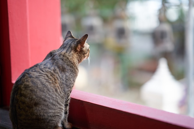 Gatto guarda fuori finestra giorno