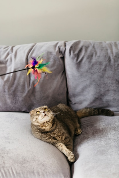 Gatto guardando giocattolo sdraiato sul divano