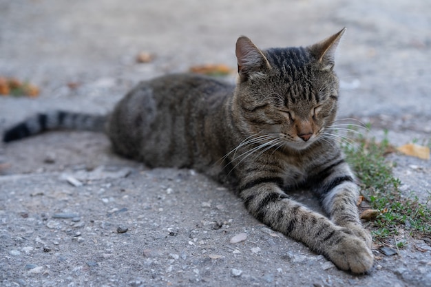 Gatto in appoggio a terra