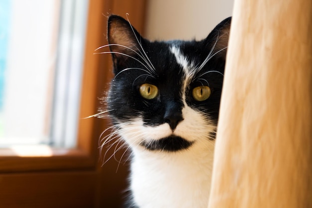 Gatto in bianco e nero che si nasconde dietro una tenda gialla