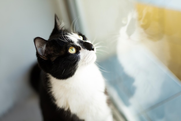 Gatto in bianco e nero e il suo riflesso nella finestra