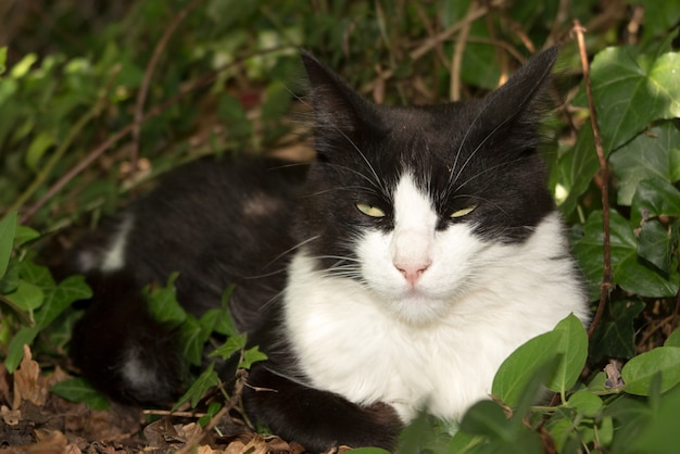 Gatto in bianco e nero nell'erba