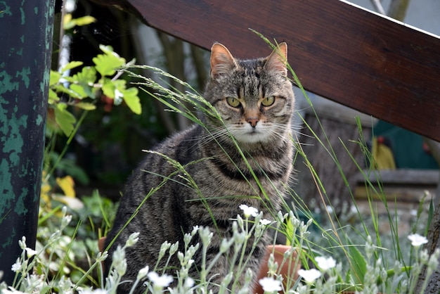 Gatto in campo