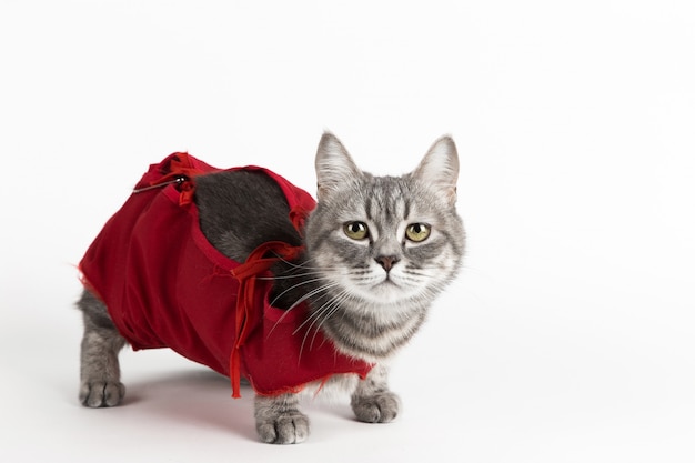 Gatto in coperta medica rossa per i gatti, isolato su bianco