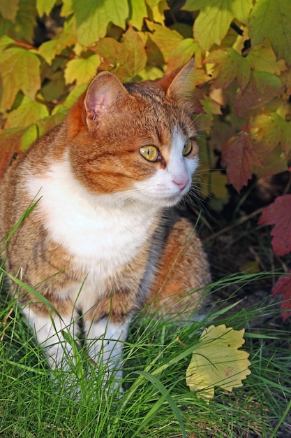 Gatto in foglie gialle