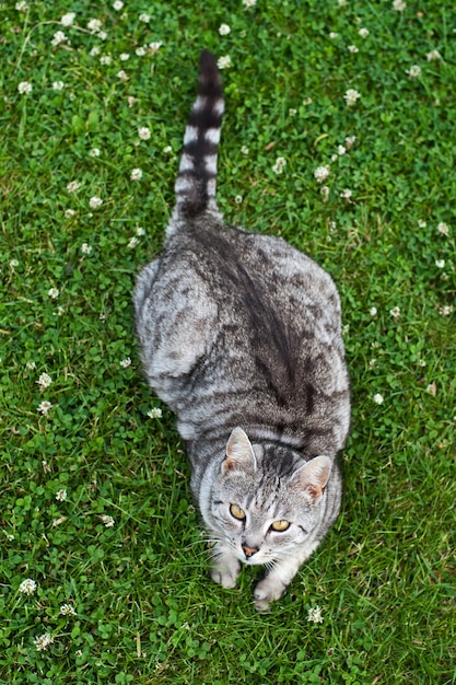 Gatto in giardino