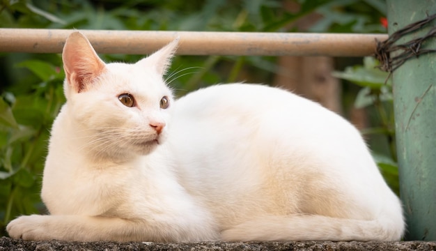 gatto in giardino