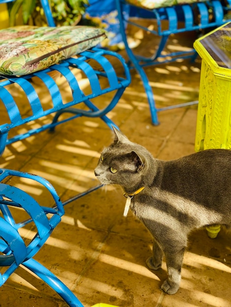 Gatto in marocco - myawou