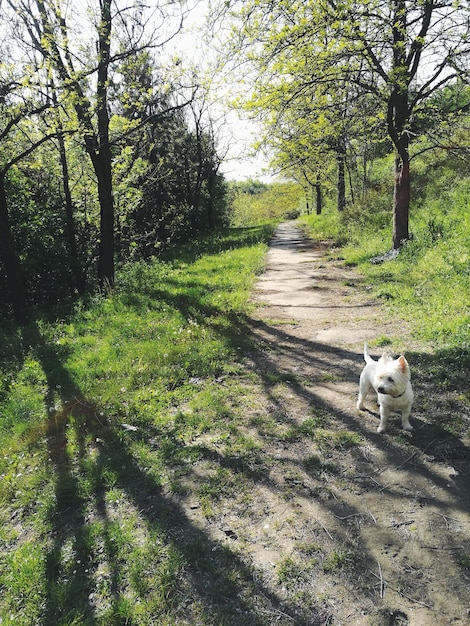 Gatto in mezzo agli alberi contro il cielo