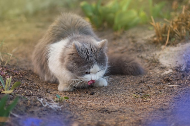 Gatto in natura che si lecca con la lingua seduto sull'erba in estate