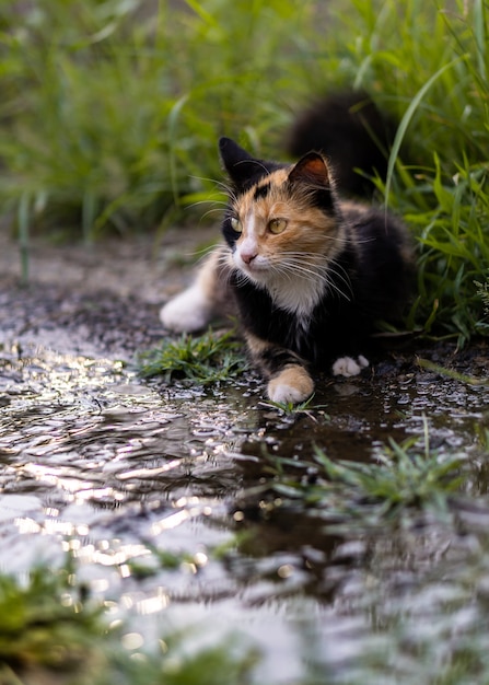 Gatto in natura