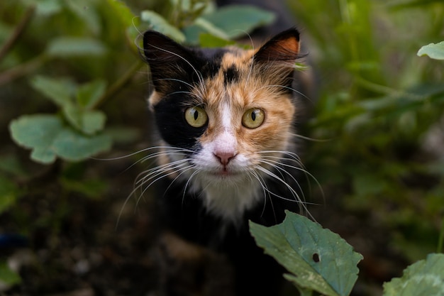 Gatto in natura