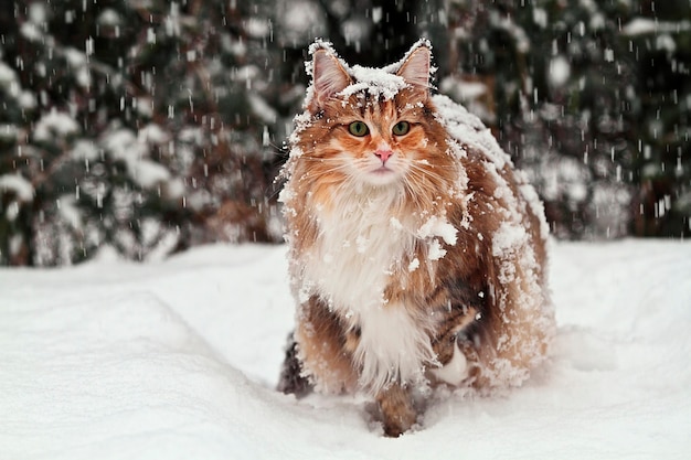 Gatto in piedi nella neve